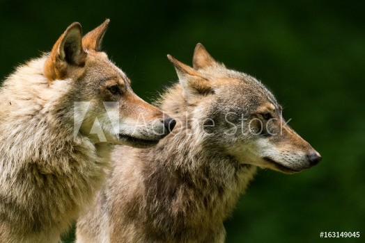 Bild på Grey Wolf Canis lupus 